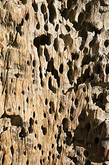 Image showing Termite-damaged Wood