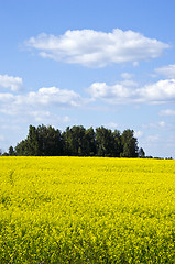 Image showing Background yellow oilseed rape agricultural field 