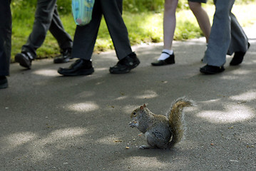 Image showing Squirrel Eating