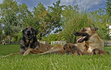 Image showing family of belgian shepherd