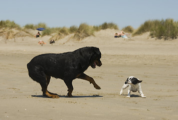 Image showing playing dogs on the beach