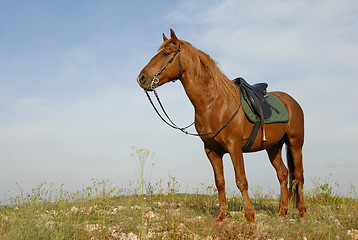 Image showing brown stallion