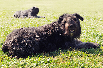 Image showing Bouvier des Flandres