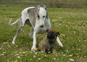 Image showing greyhound and puppy shepherd