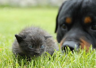 Image showing kitten and rottweiler