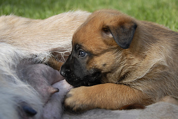 Image showing puppy's suckle