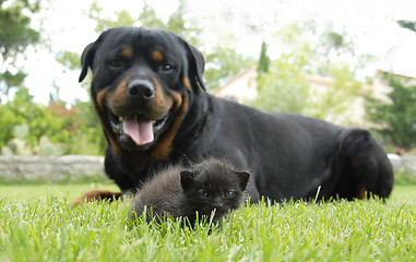 Image showing kitten and rottweiler