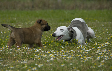 Image showing greyhound and puppy sheepdog