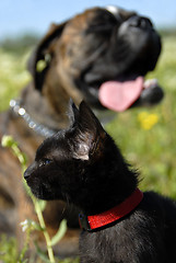 Image showing cat and dog