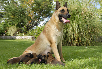 Image showing malinois and puppies