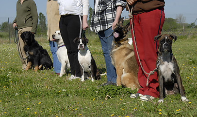 Image showing training with dogs