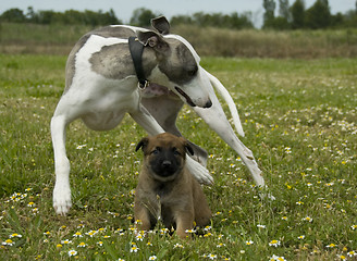 Image showing greyhound and puppy shepherd
