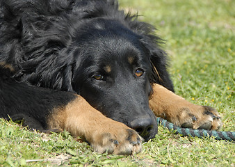 Image showing puppy hovawart