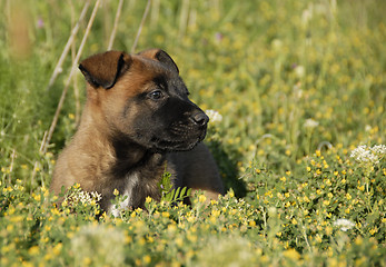 Image showing puppy belgian shepherd