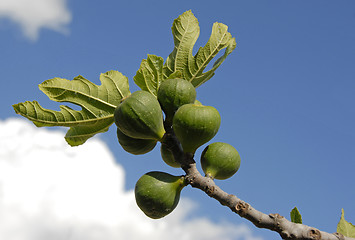 Image showing fig fruits and leaf