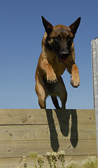 Image showing jumping malinois