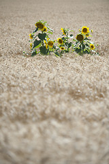 Image showing Sunflowers in a wheat field