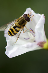 Image showing Wasp on a white flower