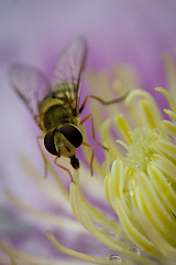 Image showing Wasp on a yellow flower