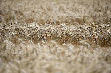 Image showing Wheat field