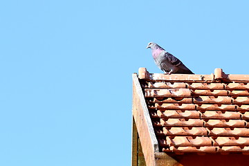 Image showing male pigeon in top of the roof