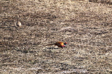 Image showing male pheasant with its female