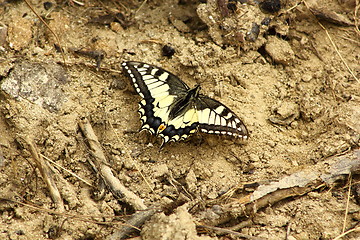 Image showing Iphiclides podalirius