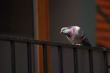 Image showing curious pigeon