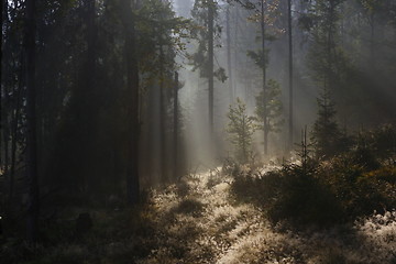 Image showing beautiful morning light