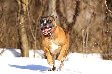 Image showing boxer breed running