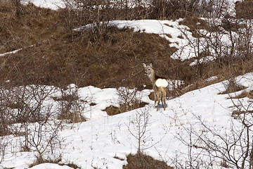 Image showing natural camouflage in winter