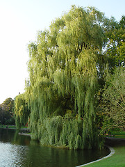 Image showing Boston Public Gardens Willow Tree