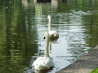 Image showing Swans Floating Away