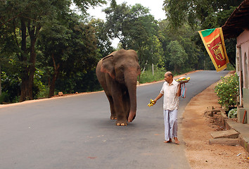 Image showing Wild Elephant on the Road