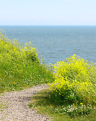 Image showing View of Finland Gulf with white yellow flowers in the foreground