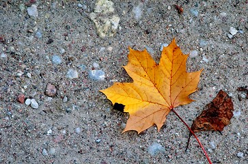 Image showing Alone autumnal leaf