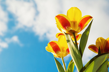 Image showing Red-yellow tulips on a background of the blue sky