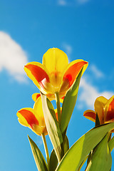 Image showing Red-yellow tulips on a background of the blue sky