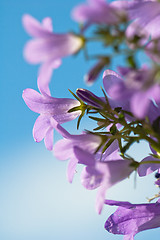 Image showing  flowers campanula on a background of the blue sky