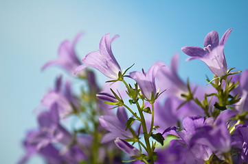 Image showing  flowers campanula on a background of the blue sky