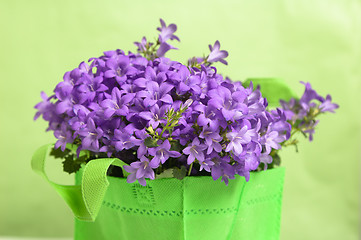 Image showing campanula blue a close up