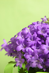 Image showing campanula blue a close up