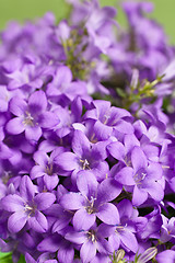 Image showing campanula blue a close up