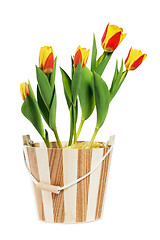 Image showing It is red yellow tulips in a bucket, it is isolated on white