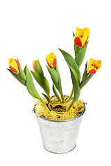 Image showing It is red yellow tulips in a bucket, it is isolated on white