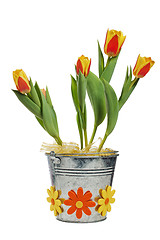 Image showing It is red yellow tulips in a bucket, it is isolated on white