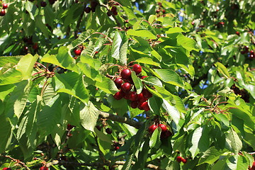 Image showing Cherries on branch