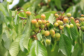 Image showing Cherries on branch