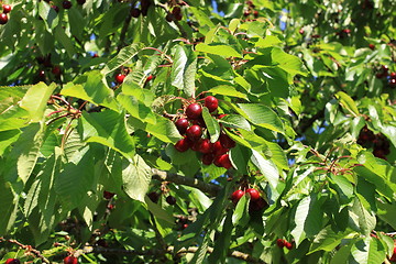 Image showing Cherries on branch