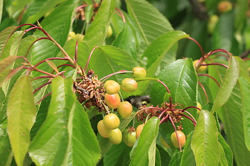 Image showing Cherries on branch